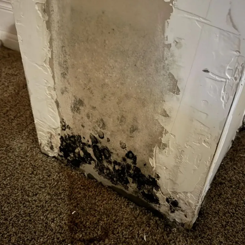 Professional Mold Removal in Santa Barbara County, CA